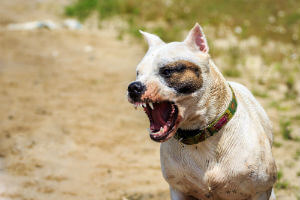 aggressive dog barking