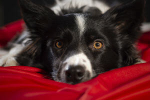 dog resting on pillow
